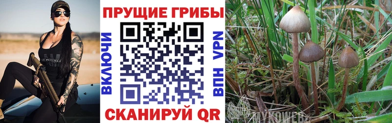 Псилоцибиновые грибы мицелий  Дно 